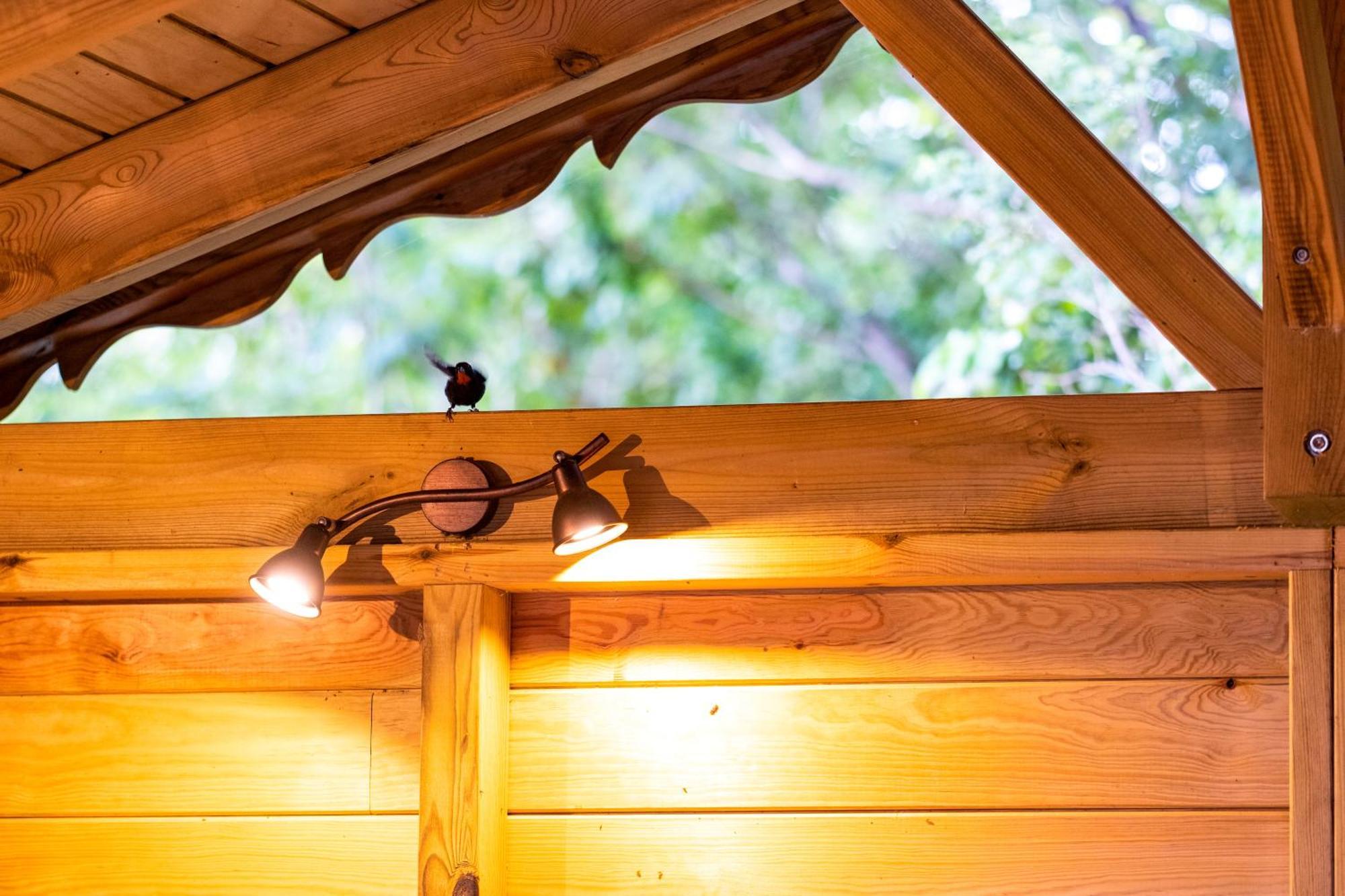 Au Jardin Des Colibris Ecolodge&Spa Deshaies Εξωτερικό φωτογραφία